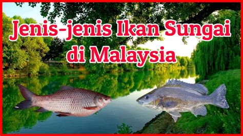 Jenis Ikan Di Malaysia Nama Latin Dan Ilmiah Ikan Air Tawar Dan Air Images