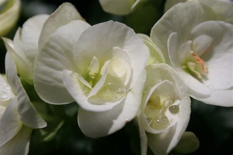 Pretty White Flowers With Bonus Water Droplets Christine Kaelin
