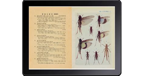 原色千種昆虫図譜 | LOGDESIGN publishing