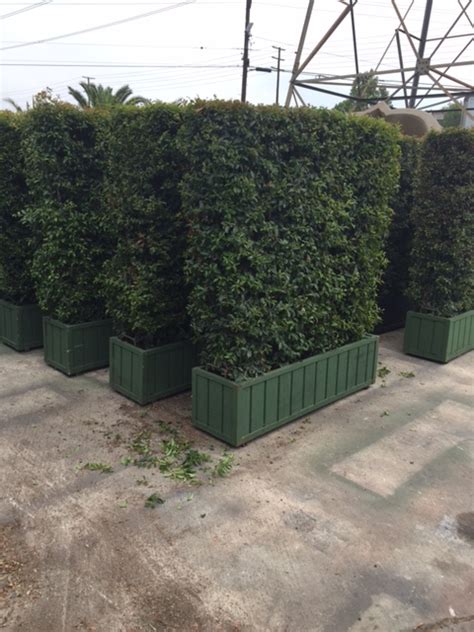 4x5 Double Sided Eugenia Hedge In Live Hedges