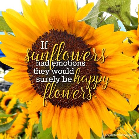 Why Do We See Happiness In A Cheery Sunflower Sunflower Quotes