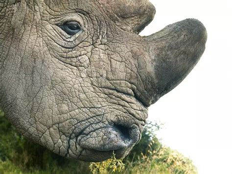 The World S Last Northern White Rhino Who Showed What Extinction Looks Like Was Captured In