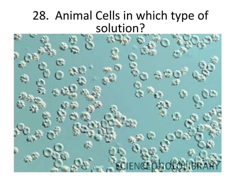 So, when cell is placed in this kind of solution then water(h_2o) molecules move from their higher hypertonic solution is the one which contain more concentration of solutes as compared to the thus, cell gives its water to the solution in which it has been placed. PPT - Osmosis Review PowerPoint Presentation, free ...