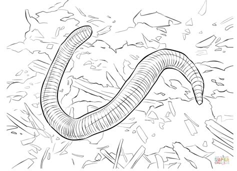 Coloring Pages Earthworm Worm Printable Drawing Clipart Worms Template