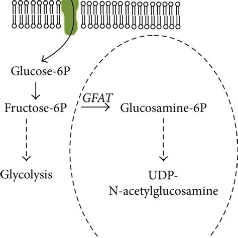 The Hexosamine Biosynthesis Pathway Hbp And The O Glcnac