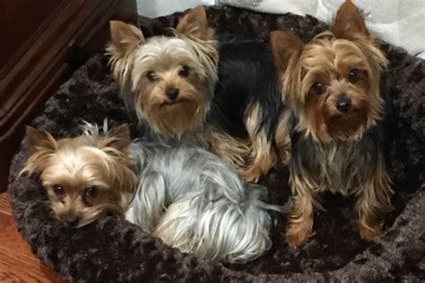 Shallans Yorkshireterriers Puppies For Sale
