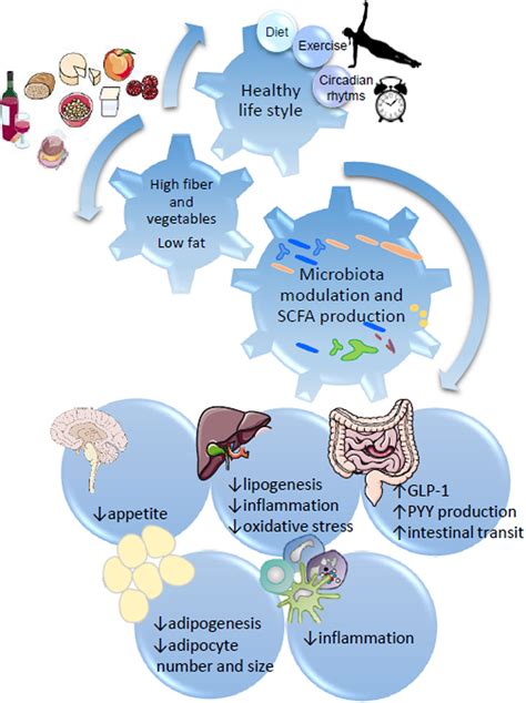 Gut Microbiota And Health Connecting Actors Across The Metabolic