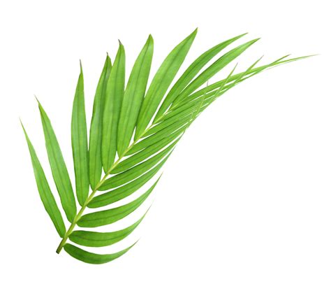 Transparent Background Palm Leaf Png 373 Download