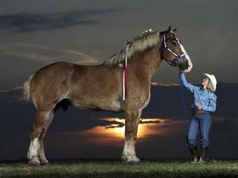 Omah Oma An The World S Tallest Horse
