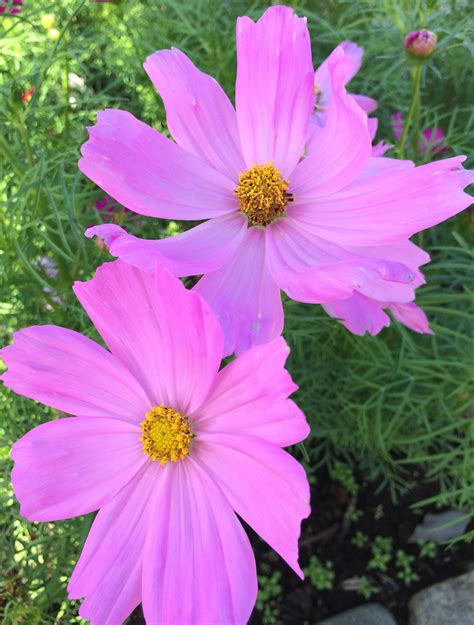 Cosmos Flowers Pink Red Free Image Download