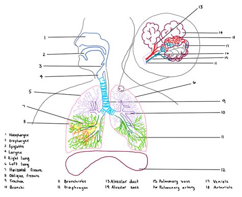 Cómo Dibujar El Aparato Respiratorio Humano 13 Pasos