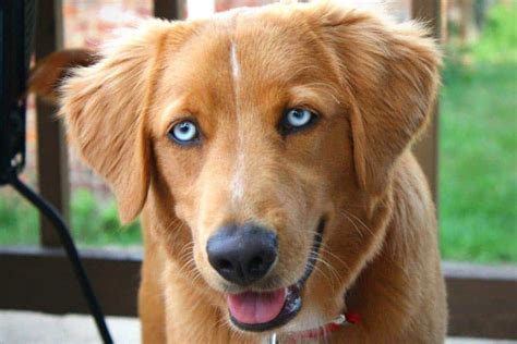 Golden Retrievers With Blue Eyes Are They True Goldens Loyal Goldens