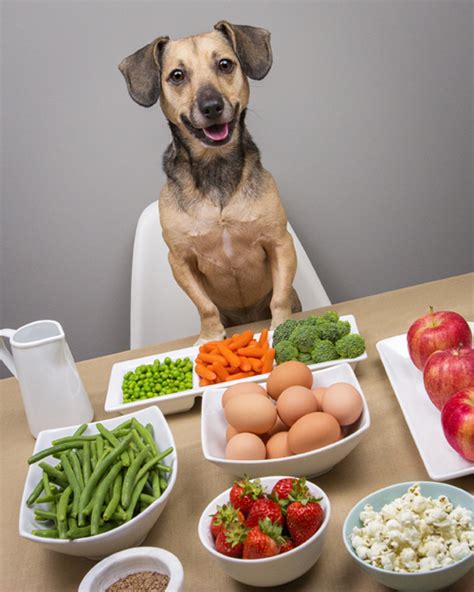 10 Alimentos Para Humanos Saludables Para Perros