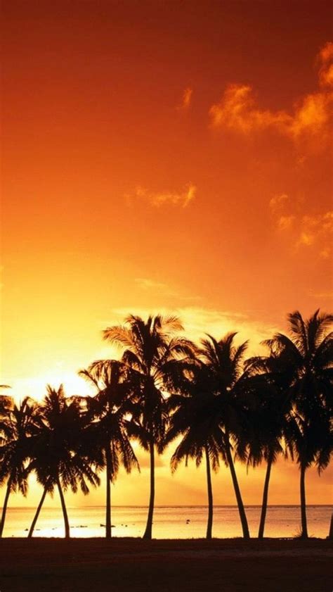🔥 Download Beautiful Sunset Palm Trees Beach Nature Iphone By Jburke