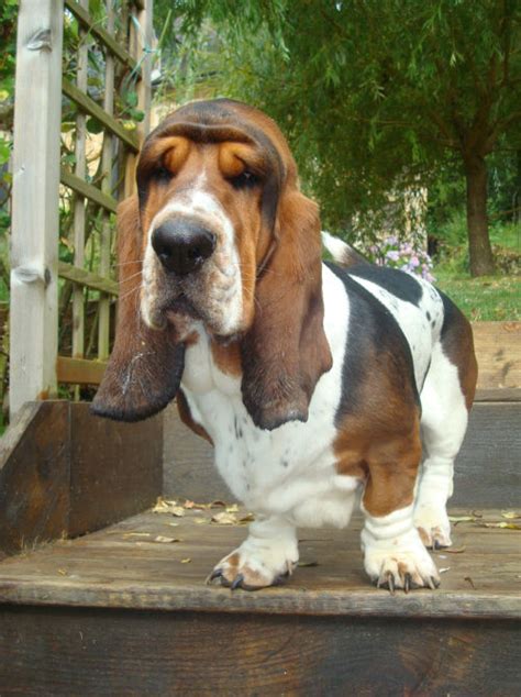 All Dog Breeds Information And Pictures Why Basset Hound Breed Of Dogs