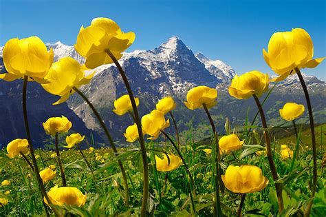Pictures Of Alpine Flowers Switzerland Stock Photos Funkystock