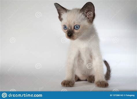 An Siamese Cat On A White Background Stock Photo Image Of Brown