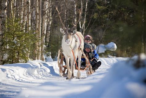 Ride A Reindeer Sleigh Holidays 20212022 Best Served Scandinavia