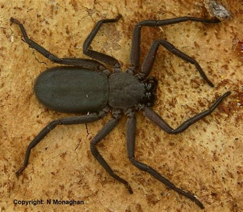 Extremely Flat Australian Spider Rebilus Lugubris Rspiders