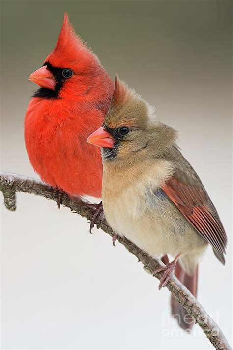 Male And Female Northern Cardinals On Pine Branch Photograph By Bonnie
