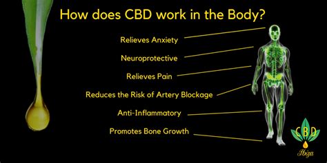 How Cbd Works With The Body Reports Herald