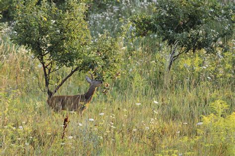 Some have persistent wildlife fruit that hangs on the tree for weeks or even months. Deer Proofing Fruit Trees - Tips On Keeping Deer Away From ...