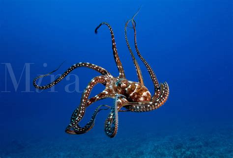 Day Octopus Octopus Cyanea Hawaii Mira Images