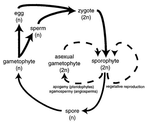 Diagram Of Basic Vascular Plant Life Cycles Asexual Life Cycles Are Download Scientific