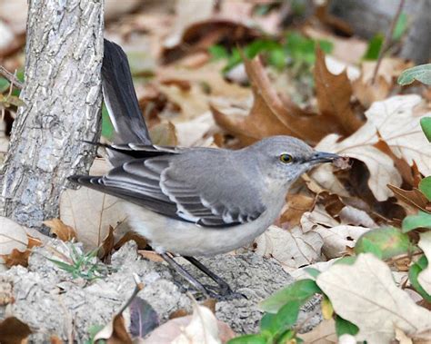 Bird In Everything Wild Birds Of Arkansas