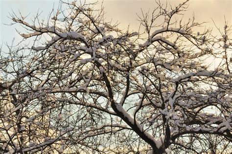 Bare Tree Covered With Snow In Winter Stock Image Colourbox