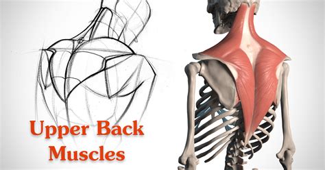 The deltoid, teres major, teres minor, infraspinatus, supraspinatus (not shown) and subscapularis muscles (not shown) all extend from the scapula to the humerus and act on the shoulder joint. How to Draw the Upper Back - Anatomy and Motion | Proko