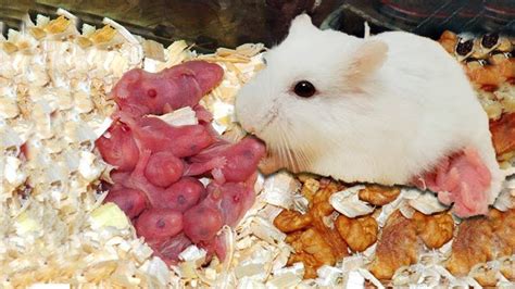 3 Ways To Take Care Of Hamster After Giving Birth Animal Lova