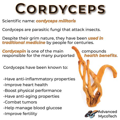 Cordyceps Mushroom Benefits All Mushroom Info