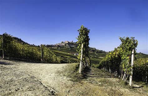The Hill Of La Morra In The Piedmontese Langhe In Autumn During The