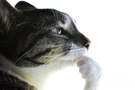 Thinking Cat Photograph By Douglas Sacha Pixels