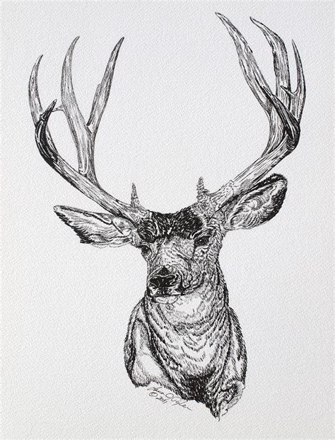 Mule Deer Buck By Lana Tyler