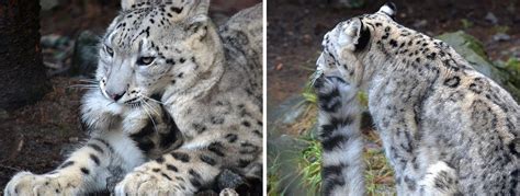 Snow Leopards Biting Their Own Tails Will Make Your Day Meowingtons