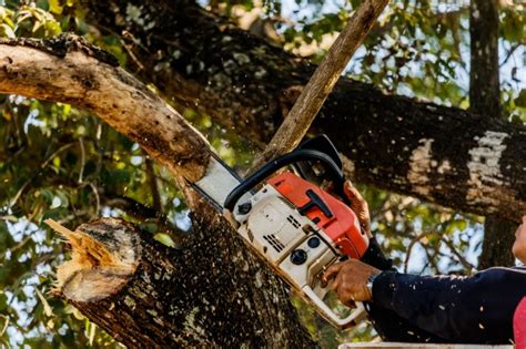 CÓmo Cortar Un Árbol Con Motosierra En Pocos Pasos