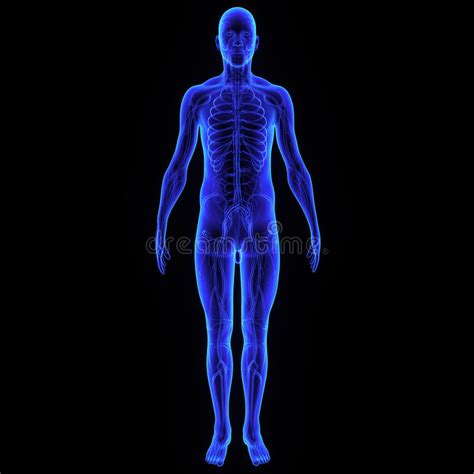 Body With Nervous System Stock Illustration Illustration Of Blue