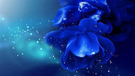 Myosotis Blue Flowers Wallpaper 1280x720
