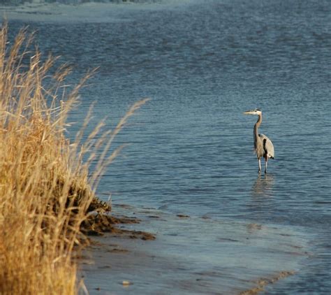What You Should Do At The Eastern Neck National Wildlife Refuge Inn