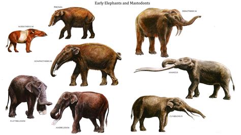Early Pachyderms Row 1 Moeritherium Phomia Dinotherium Row 2