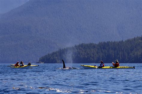 Adventure Travel Company Offers Ultimate Orca Experience This Summer