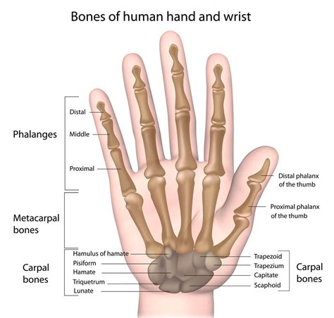 2a3 Bone Structure Humanbio