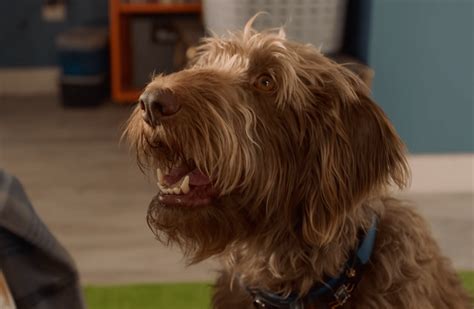 Charlie and dan have been best friends and business partners for thirty years; Family comedy Think Like a Dog gets a first trailer