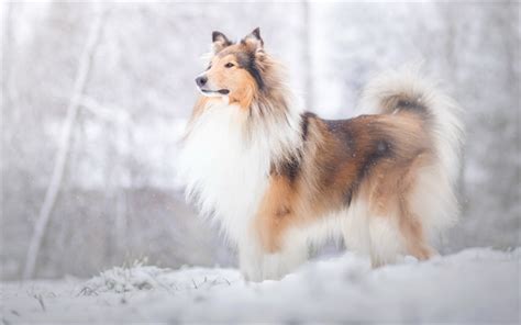 Download Wallpapers Collie Big Fluffy Dog Winter Snow Cute Animals