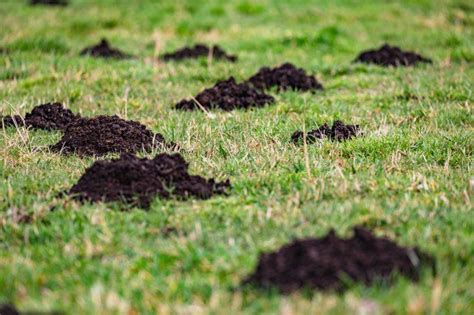 Ground Moles Are Unwelcome Yard Pests Digging Tunnels And Creating