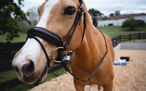 Naked Snaffle Bridle Non Patent Just Add A Brow Band Belle