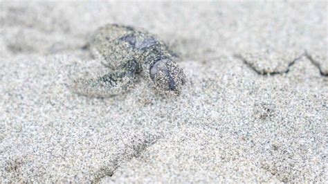 Baby Sea Turtles Hatching In Costa Rica Top Things To See 2 Getting