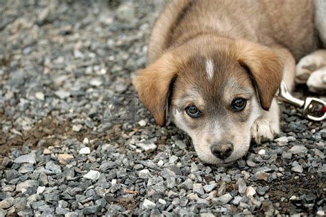 Sad Cute Puppies Sad Puppy Eyes Pictures Photos And Images For